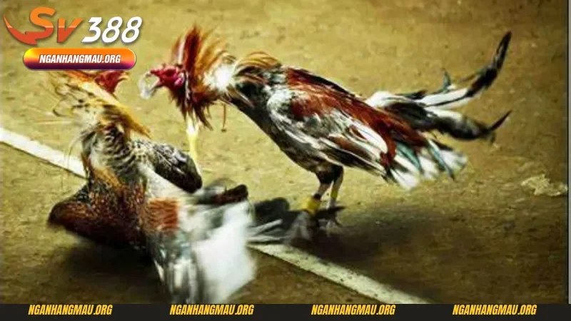 Kỹ thuật chọn gà đá chuẩn trong đá gà cựa dao Sv388