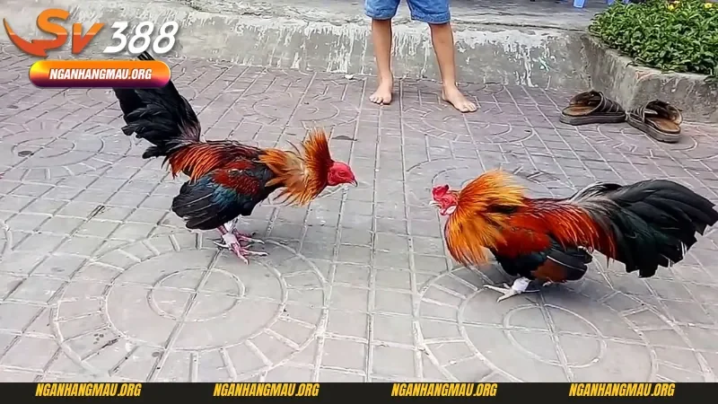 Ưu điểm khi tham gia kèo đá gà trên mạng tại nhà cái